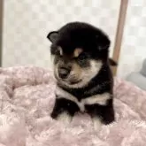 豆柴【大阪府・男の子・2025年10月6日・黒毛】の写真2