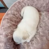 北海道犬【大阪府・女の子・2025年4月26日・白毛】の写真3