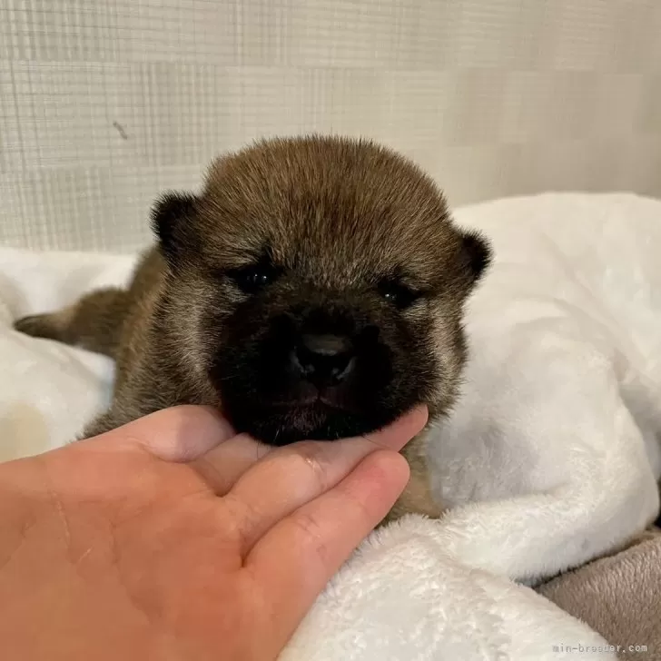 ID：2403-05488の子犬