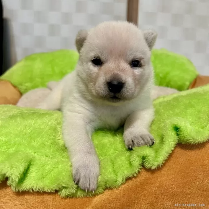 ID:2405-02851の子犬