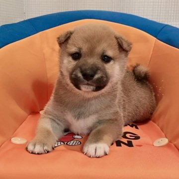 柴犬(豆柴)【大阪府・男の子・2024年9月2日・赤】の写真「やんちゃな性格でとても可愛いです(^^)」