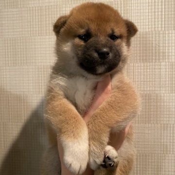 柴犬(標準サイズ)【大阪府・男の子・2022年1月22日・赤】の写真「コロコロしておりとても可愛いです！」