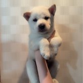 北海道犬