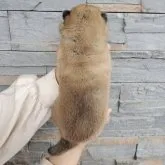 柴犬(標準サイズ)【大阪府・女の子・2023年4月3日・赤毛】の写真4