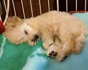 ティーカッププードル【・男の子・2023年11月6日・クリーム】「生後2ヶ月頃❣️産まれてくる子はこんな感じなのかも✨」