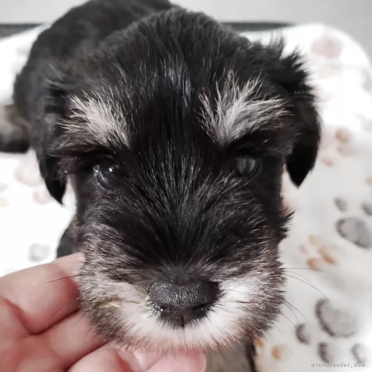 ID:2508-05127の子犬