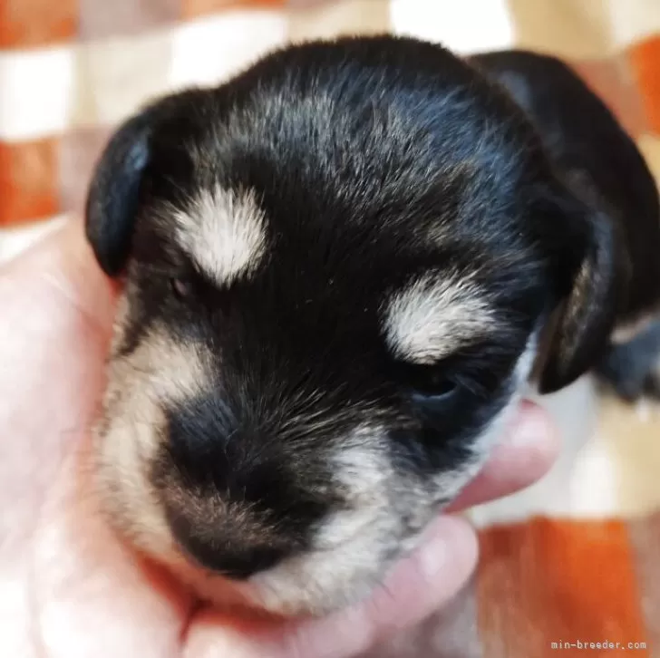 ID:2505-02201の子犬