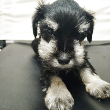 ミニチュアシュナウザー【福岡県・男の子・2025年10月3日・ブラック&シルバー】の写真「スクスク成長中」