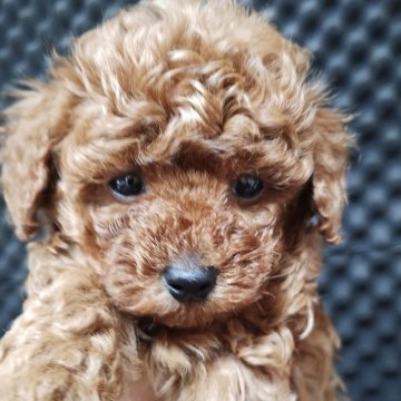 トイプードル(トイ)【福岡県・男の子・2024年11月11日・レッド】の写真「甘えん坊のかわいい子です」