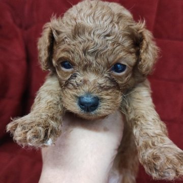 トイプードル(トイ)【福岡県・女の子・2025年9月14日・レッド】の写真「かわいいお顔してます」