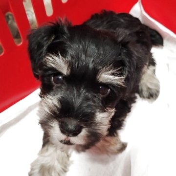 ミニチュアシュナウザー【福岡県・女の子・2025年10月3日・ブラック&シルバー】の写真「スクスク成長中」