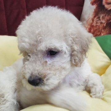 スタンダードプードル【福岡県・女の子・2025年6月26日・クリーム】の写真「小さ目のスタンプーです」