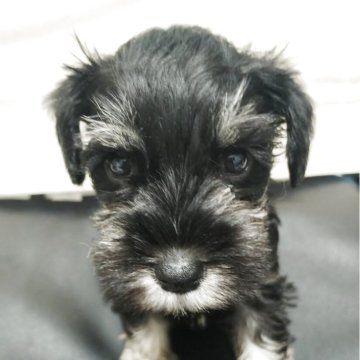 ミニチュアシュナウザー【福岡県・女の子・2025年10月3日・ブラック&シルバー】の写真「スクスク成長中」