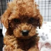 トイプードル(トイ)