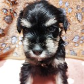 ミニチュアシュナウザー