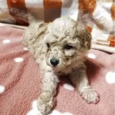 トイプードル(トイ)【福岡県・女の子・2025年10月28日・アプリコット】の写真2