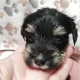 ミニチュアシュナウザー【福岡県・女の子・2025年10月3日・ブラック&シルバー】の写真4