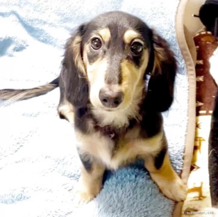 カニンヘンダックスフンド(ロング)【広島県・男の子・2025年7月21日・ブラックイエロー】の写真1