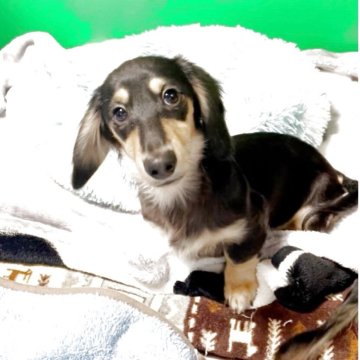 カニンヘンダックスフンド(ロング)【広島県・男の子・2025年7月21日・ブラックイエロー】の写真「甘えん坊さんです🥰」