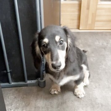 カニンヘンダックスフンド(ロング)【広島県・男の子・2025年7月21日・ブラックイエロー】の写真「甘えん坊さんです🥰」