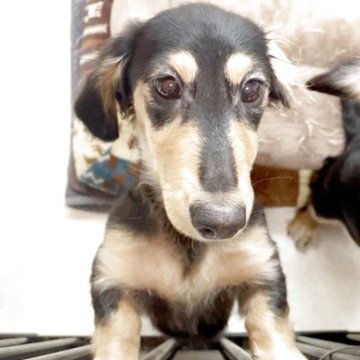 カニンヘンダックスフンド(ロング)【広島県・男の子・2025年7月21日・ブラックイエロー】の写真「とても甘えん坊さんです💕」