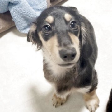 カニンヘンダックスフンド(ロング)【広島県・男の子・2025年7月21日・ブラックイエロー】の写真「甘えん坊さんです🥰」