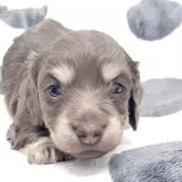 ミニチュアダックスフンド(ロング)【広島県・男の子・2025年12月16日・チョコイエロー】の写真1