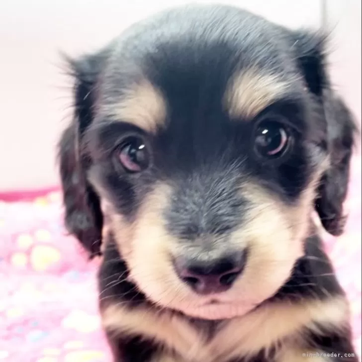 ID：2410-01708の子犬