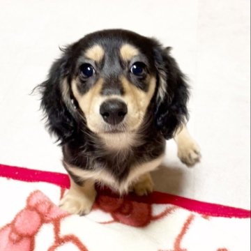 カニンヘンダックスフンド(ロング)【広島県・女の子・2023年12月30日・ブラックイエロー】の写真「🎀ママ似の可愛いお顔♡甘えん坊さんです🎀」