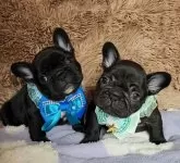 フレンチブルドッグ【栃木県・男の子・2025年10月12日・ブリンドル】の写真11