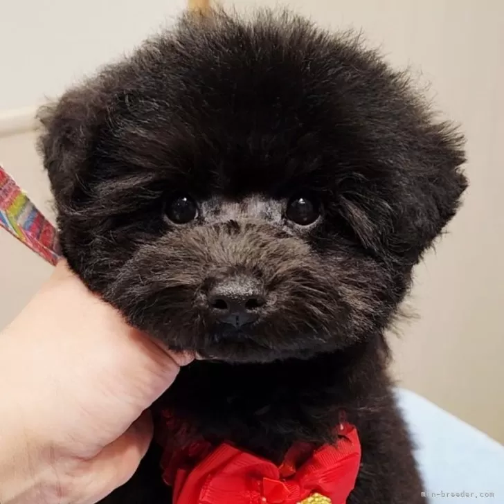 A.N 様のお迎えした子犬