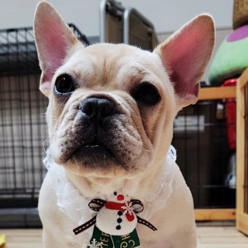 フレンチブルドッグ【栃木県・男の子・2025年7月24日・クリーム】の写真「車の移動慣れっこです。」