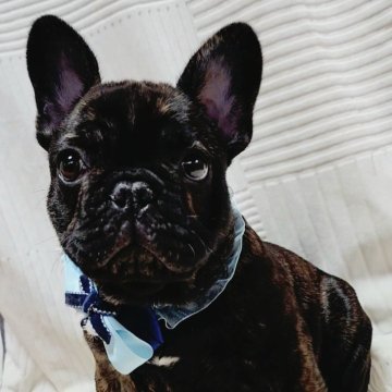 フレンチブルドッグ【栃木県・男の子・2024年11月1日・ブリンドル(タイガー系)】の写真「人も犬も遊びも大好き坊や」
