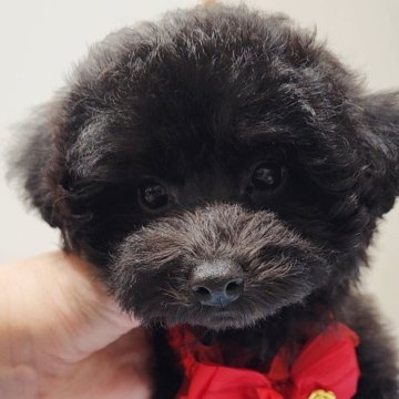 トイプードル(タイニー)【栃木県・女の子・2025年8月11日・ブラック又はシルバー】の写真「車の移動慣れっこです」