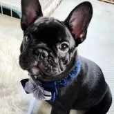 フレンチブルドッグ