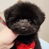 タイニープードル