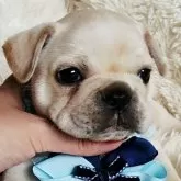 フレンチブルドッグ