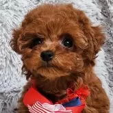 タイニープードル