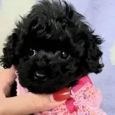 タイニープードル
