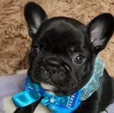 フレンチブルドッグ