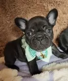 フレンチブルドッグ【栃木県・男の子・2025年10月12日・ブリンドル】の写真6