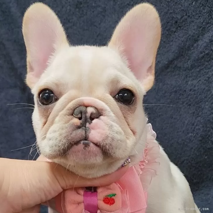 A.S 様のお迎えした子犬