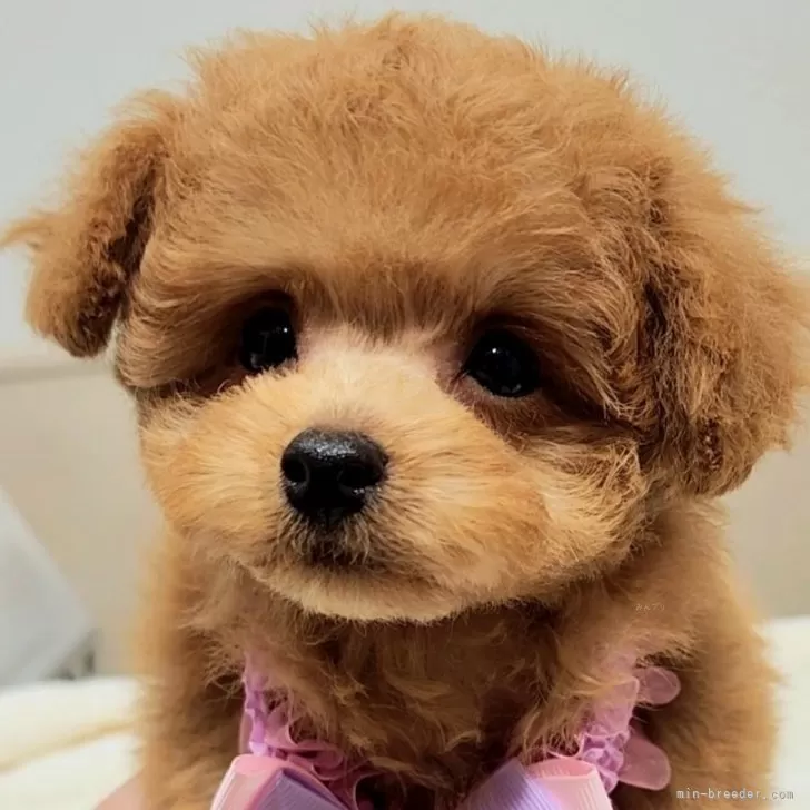 ID：2404-01146の子犬
