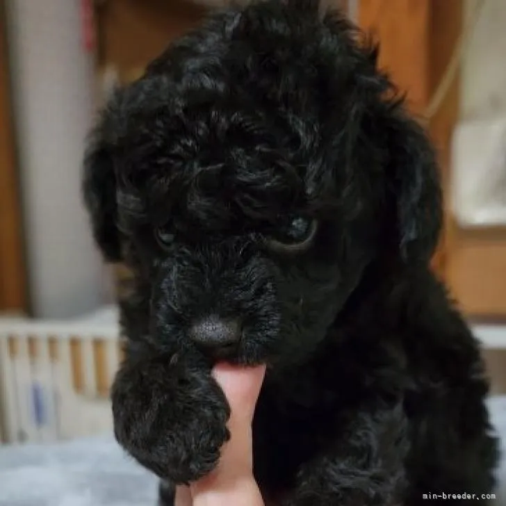 ID：2208-01188の子犬