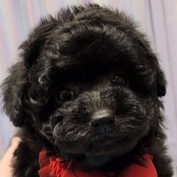 トイプードル(トイ)【栃木県・女の子・2024年1月17日・ブラック】の写真「ブラック4姉妹」