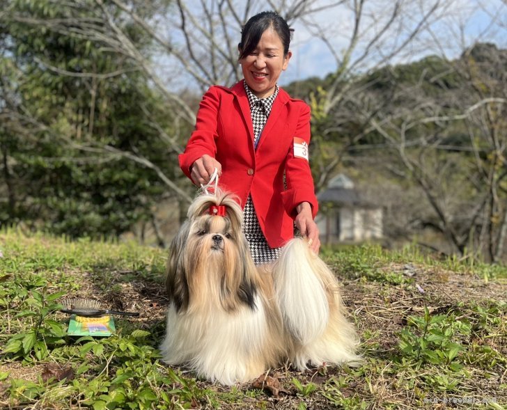 もずく｜槻木　百合(つきのき　ゆり)ブリーダー(鹿児島県・アメリカンコッカースパニエルなど・JKC登録)の紹介写真10