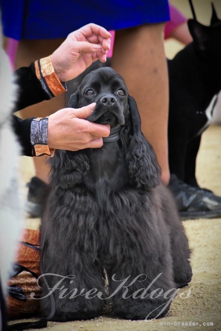 槻木百合ブリーダーのブログ：1305kmの鹿児島↔︎香川往復
