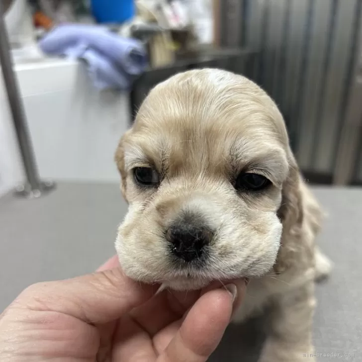 ID：2501-05552の子犬