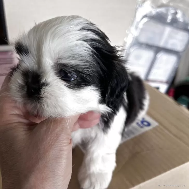 たまちゃん 様のお迎えした子犬