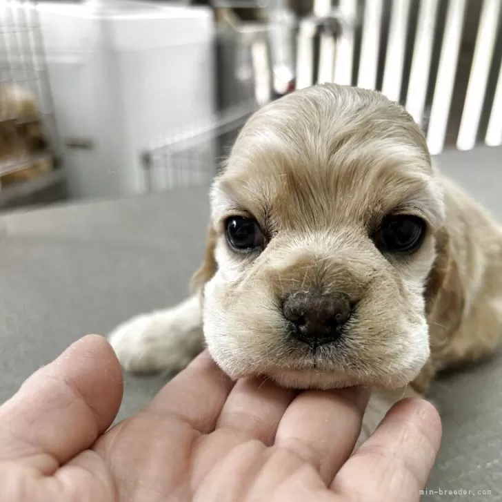アメリカンコッカースパニエル【鹿児島県・男の子・2026年2月12日・バフ】の写真1